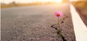 close up pink flower growing on crack street sunset background picture id1206800966