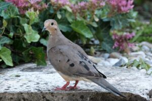 mourning dove 1