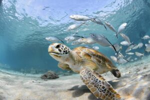 sea turtle 1