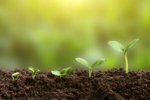 planting seeds