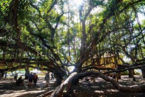 Banyan tree