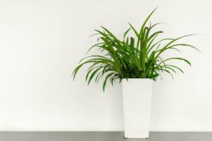 iStock 1132396826