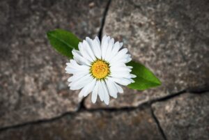 iStock 1456679385