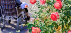 rose flower in the rose garden and person who got on a wheelchair picture id1164875218