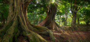 tropical jungle picture id859410640
